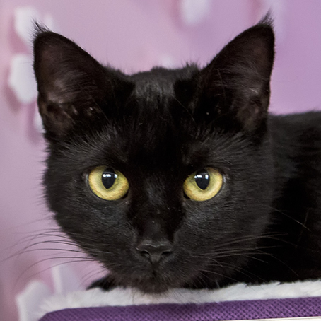 macskák befogadása a panzióba