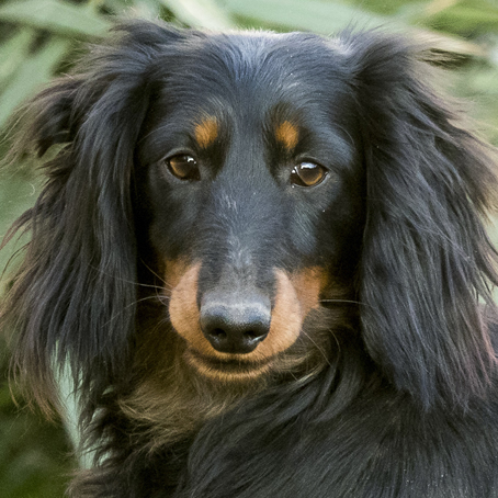 kutyák befogadása a panzióba