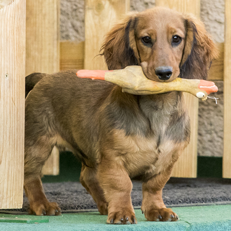 kisállatpanzió cicáknak és kutyáknak