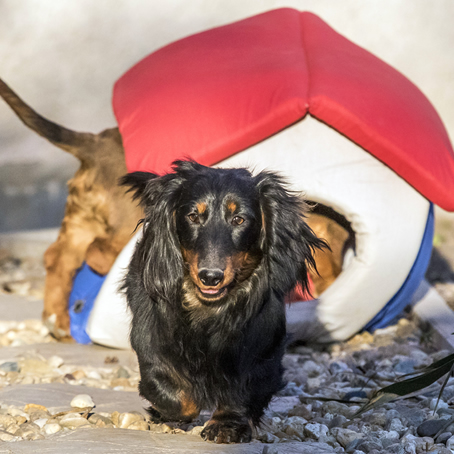 kisállatpanzió cicáknak és kutyáknak