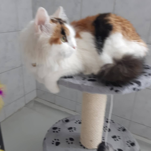 Tóparti Mini Kisállatpanzió