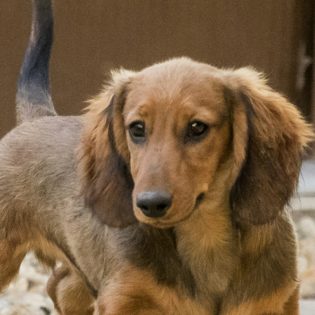 kutyák a panzióban