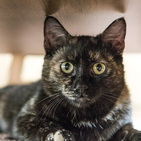 macskák a panzióban